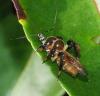 365701 – Photo : Bernard Perthuis – Guyane française